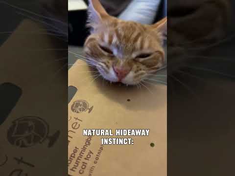 Cat's Fascination with Boxes: Decoding the Mystery Behind Feline Behavior