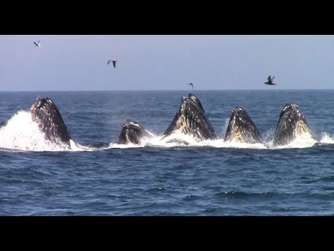 image-What month is best for whale watching?