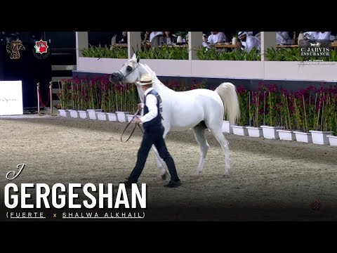 💫J Gergeshan💫 Al Shiraa Arabian Horse Show 2023