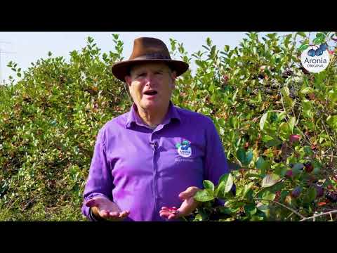 Reifezeichen der Aroniabeere  - so erkennt man reife Aroniabeeren