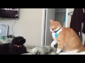 Fastest Cat Slaps