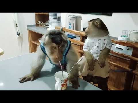 Quick Dinner Tonight