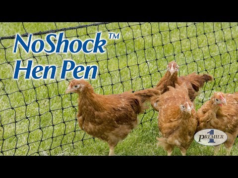 download lagu mp3 mp4 Net For Hen, download lagu Net For Hen gratis, unduh video klip Net For Hen