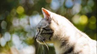 Cadillac - Past Midnight (Original Mix)