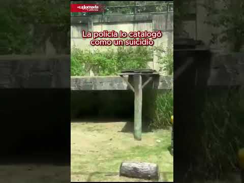 León mata a hombre que saltó dentro de su jaula en un zoológico de Brasil