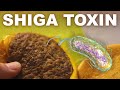 Why Certain E Coli Bacteria Are So Bad