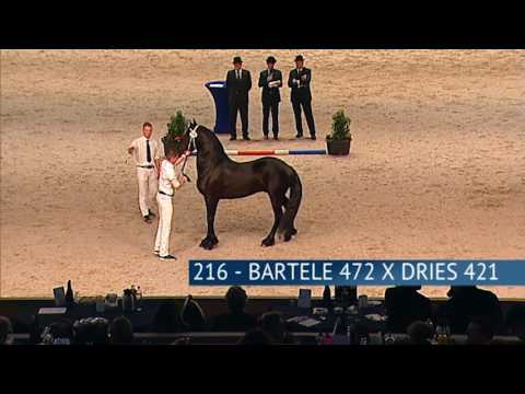 Hengstenkeuring 2017 – Groep 02