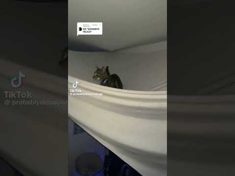 GOODBYE FELICIA #cat #catmemes #meme #funny #preppyofc #mm2 #fypシ #fyppppp #fy #Gurl_kya