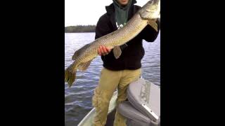 Monster Pike on an Ice Fishing Rod!!!