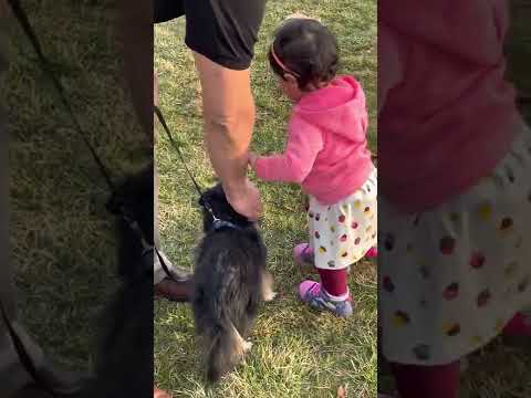 Tayyibah playing with dog😀😀😀