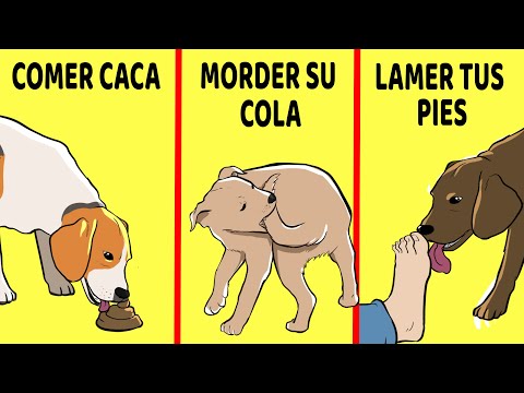 15 Comportamientos Extraños De Los Perros Explicados
