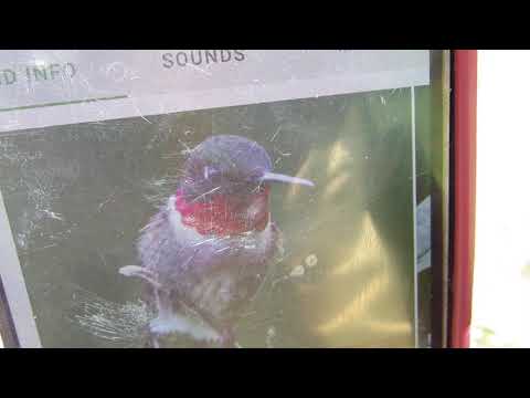 Nature Challenge 12: Help a Hummingbird