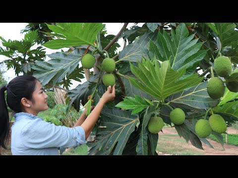 Breadfruit or Wild Jack fruit Recipe / Breadfruit With Chicken Cooking / Cooking By Sreypov.