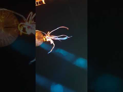 Arcadia London May 2018