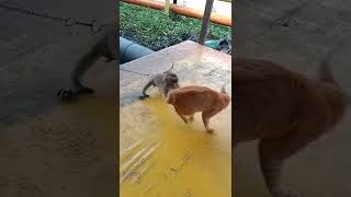 Download lagu monyet vs kucing mp3