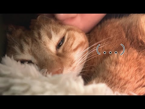 고양이 정수리가 맨날 떡져있는 이유