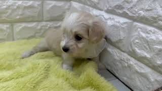 ハーフ犬の動画01