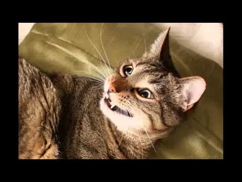 mc vspyshkin i nikiforovna - shishk ofigenskaya kolbasa