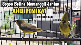 Download lagu SOGON BETINA PIKAT PANCINGAN SOGON BETINA MEMANGGI... mp3