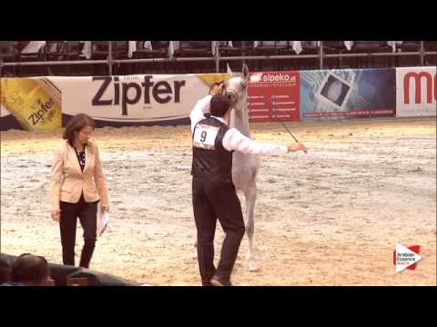 N.9 HANAYA JASEEBAH - Wels 2015 - Fillies 1 year old (Class 2A)