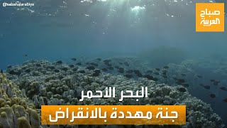 وثائقي يكشف أهمية البحر الأحمر وأبرز الكائنات المهددة بالانقراض