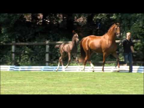 Surprice - Farewell Rapphengstfohlen