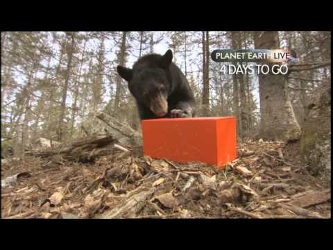 PEL countdown bumper 4 days