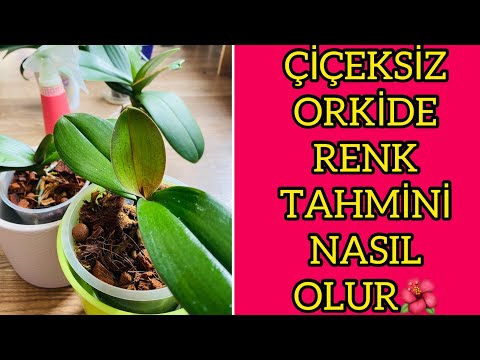 , title : 'ÇİÇEKSİZ ORKİDE RENK TAHMİNİ NASIL YAPILIR? YAPRAK BAKIMI'