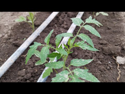 , title : 'CUM SE UDĂ ROȘIILE DE PLANTARE PÂNĂ LA RECOLTARE 🍅'