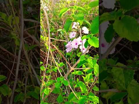 GUESS THE *FLOWER*🌷🌸🌺 CHALLENGE #shorts #youtubeshorts #shortsvideo #viral #flowers #DevashishDey