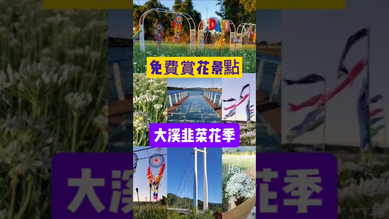 #大溪韭菜花季 #大溪9月雪 #大溪景點 #桃園景點 #韭菜花海 #小紫吃喝玩樂 #韭菜花田 #七張福德宮 #中庄吊橋 #中庄景觀土丘 #中庄調整池 #taoyuantravel #flowers