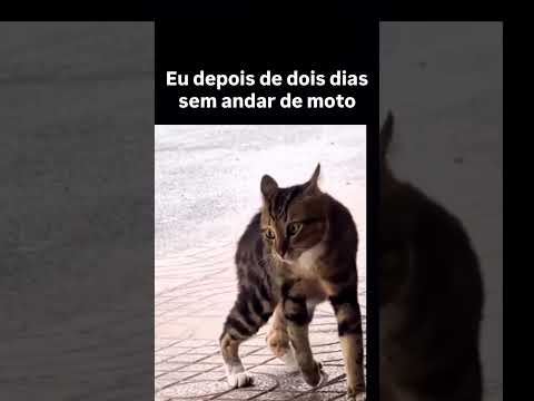 🐱🐱🐱😡😡😡