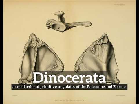 How Does Dinocerata Look? | How to Say Dinocerata in English? | What is Dinocerata?