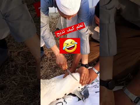 , title : 'طريقة ذبح الأغنام'