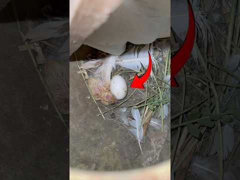 Ya kis pet ka anda ha #youtubeshorts #pets