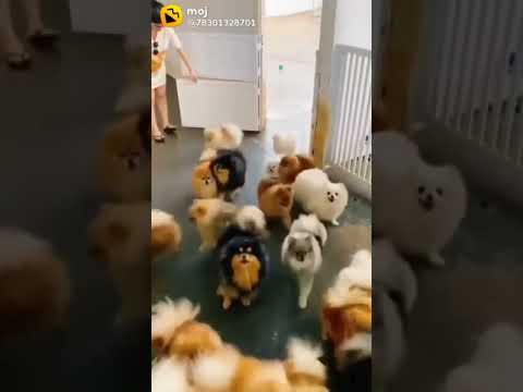 so many puppies | Many dogs