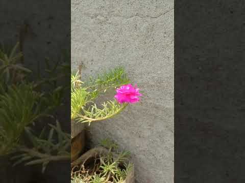 Beautiful flower like and subscribe my YouTube channel ❤️❤️