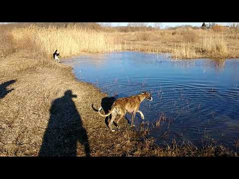 Snyders Flats: Idgie & Pals 🐾🐕🇨🇦(5)