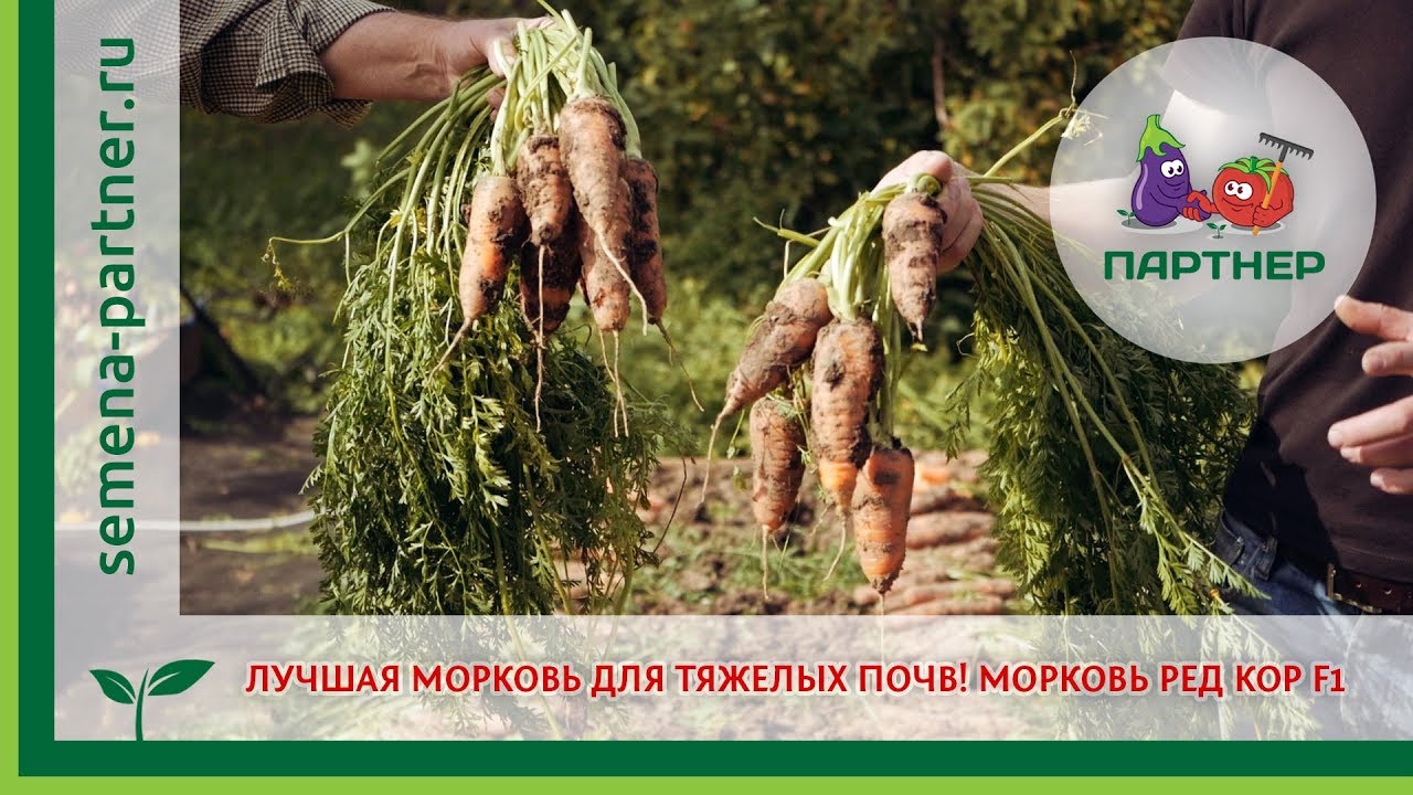 ЛУЧШАЯ МОРКОВЬ ДЛЯ ТЯЖЕЛЫХ ПОЧВ! МОРКОВЬ РЕД КОР F1