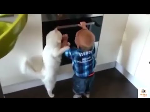 Cat Stops Child Burning By Stove - Pets Guarding Their Owners