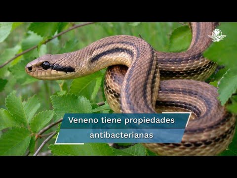Veneno de serpiente impide reproducción del virus de Covid, revela investigación