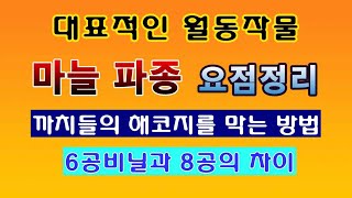 [텃밭농부 1,678]  대표적인 월동작물. 난지형 마늘 파종하는 방법 요점정리. #미늘재배
