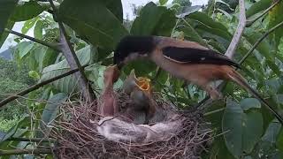 Download lagu Induk Cendet Meloloh Anaknya Di Alam Liar mp3