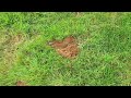 Cicada Killer Wasp Starting New Burrow in Manville, NJ