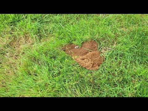 Cicada Killer Wasp Starting New Burrow in Manville, NJ