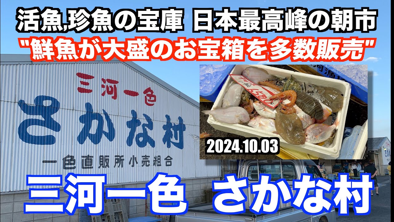 【三河一色さかな村 鮮魚が大盛のお宝箱を多数販売 活魚,珍魚の宝庫 日本最高峰の朝市】あばお 海鮮ちゃんねる #291 2024.10.03