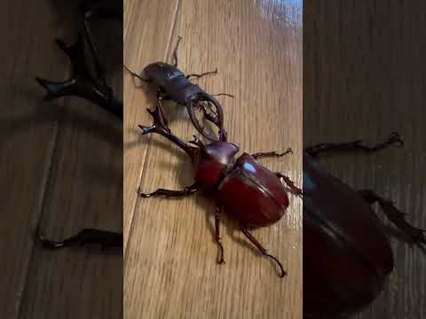 WATCH UNTIL THE END WHO WILL GIVE UP😲RHINOCEROS BEETLE VS STAG BEETLE #shorts #beetle