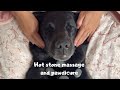 My Dog Booked A Hot Stone Massage And Pawdicure