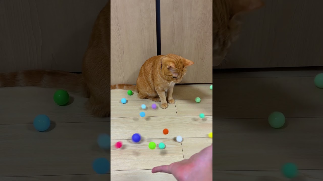 WAIT FOR IT… Reverse Magic with the Cat! 🔄😹 #asmr #cat #marblerun #satisfyling #relaxing #cute