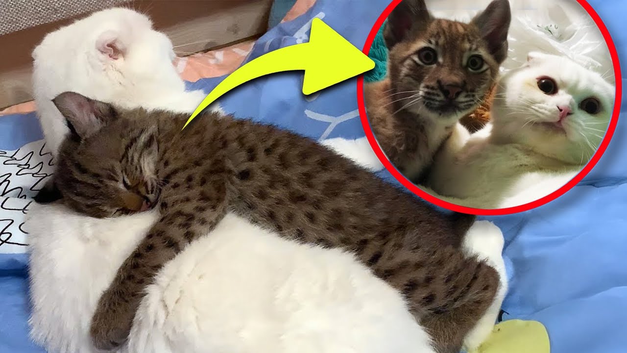Bobcat Keeps Hugging Crying Kitten. When The Vets Found Out Why, Everyone Was In Tears!